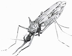 Mosquito